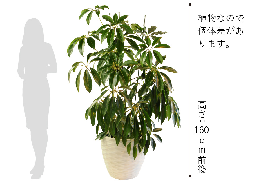 【現品】観葉植物 ツピタンサス カリプトラツス 曲がり 10号鉢 植え替え済み！