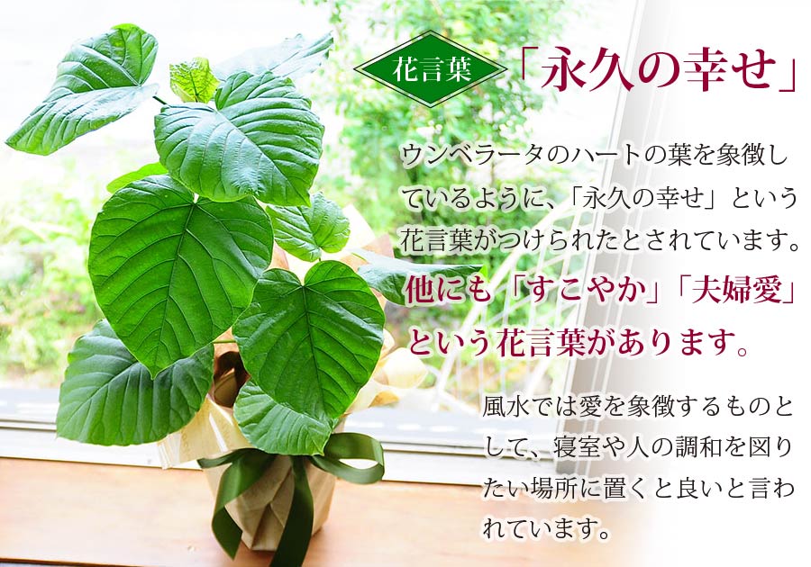 【美形】フィカス　ウンベラータ　観葉植物