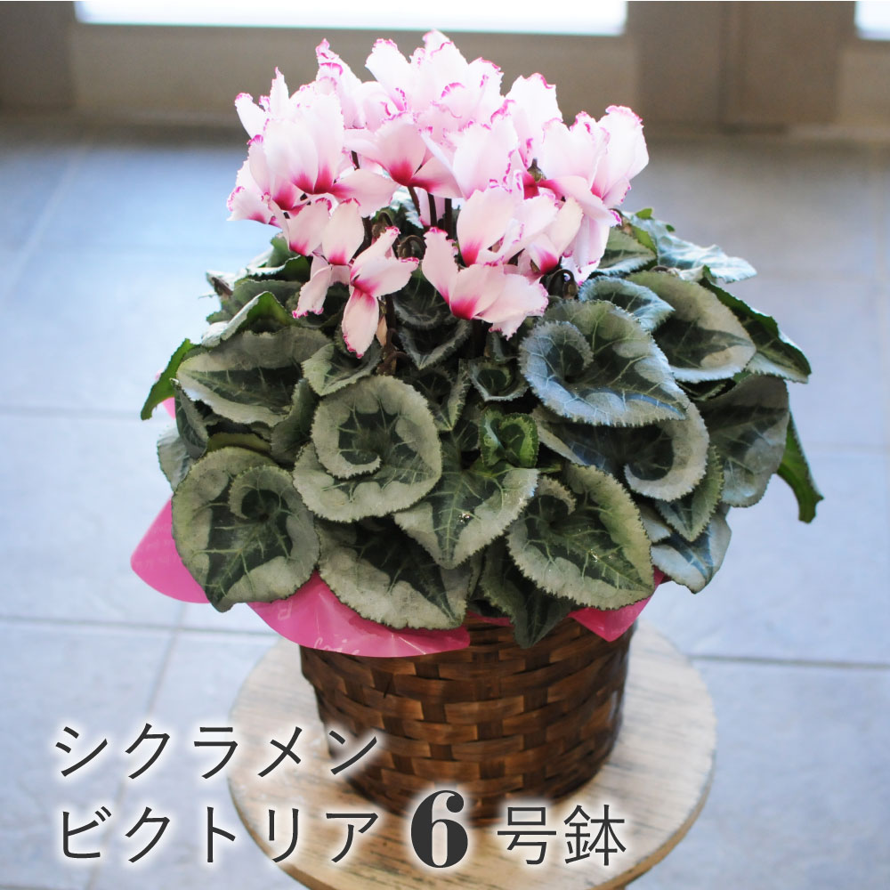 �r�N�g���A6����