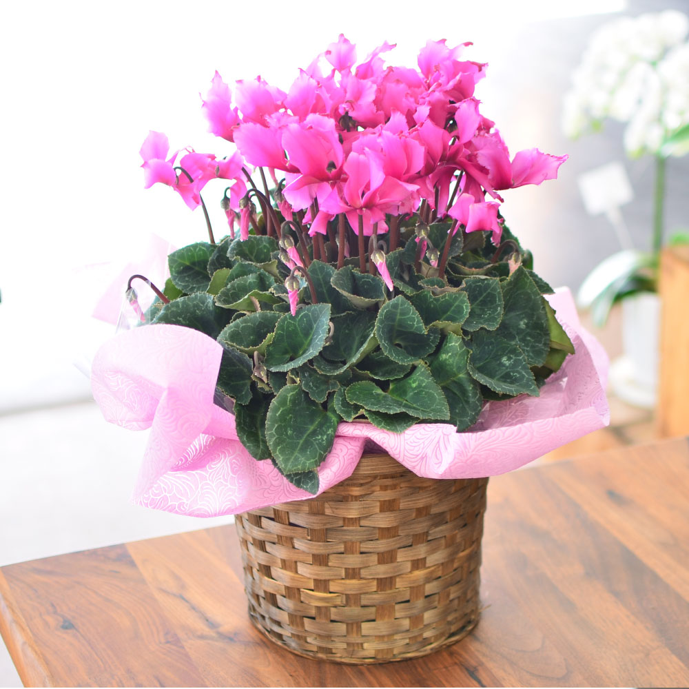 �r�N�g���A6����