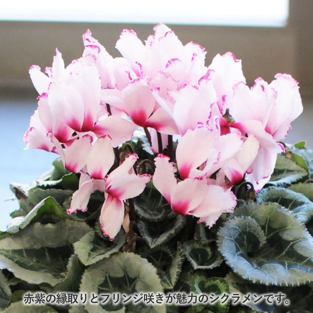 �r�N�g���A6����