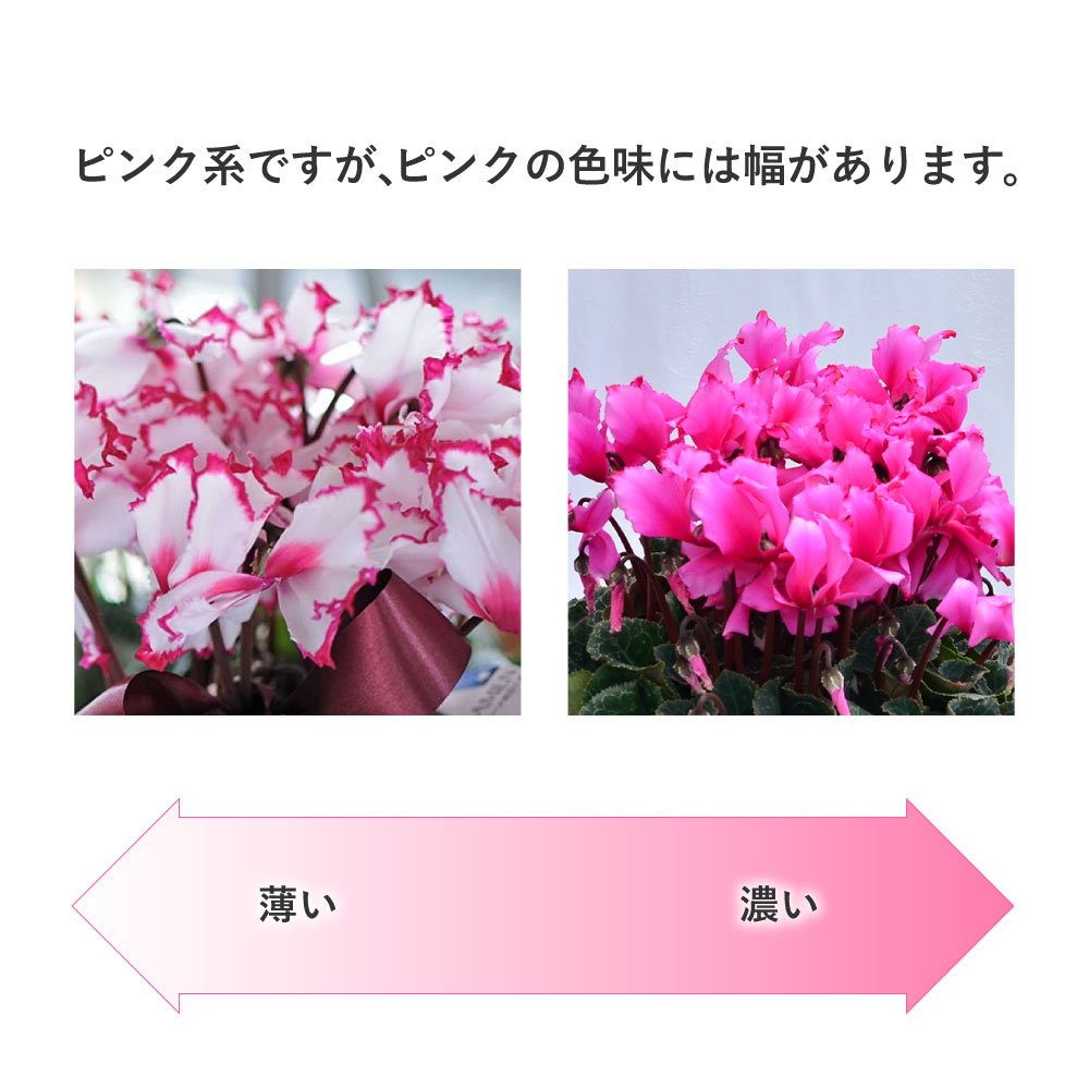 �r�N�g���A6����