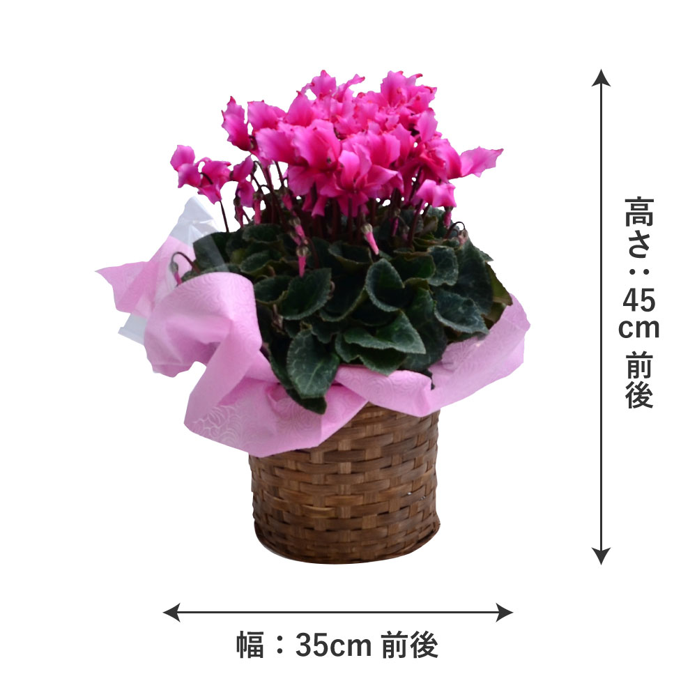 �r�N�g���A6����