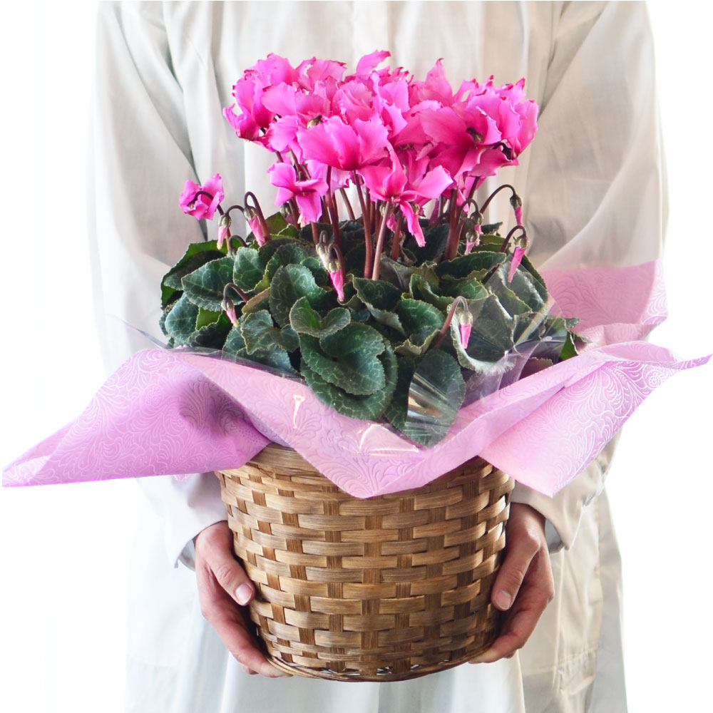 �r�N�g���A6����