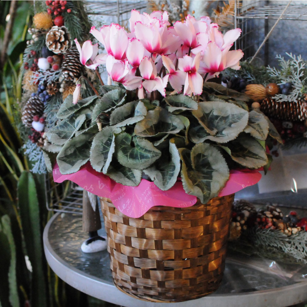 �r�N�g���A6����