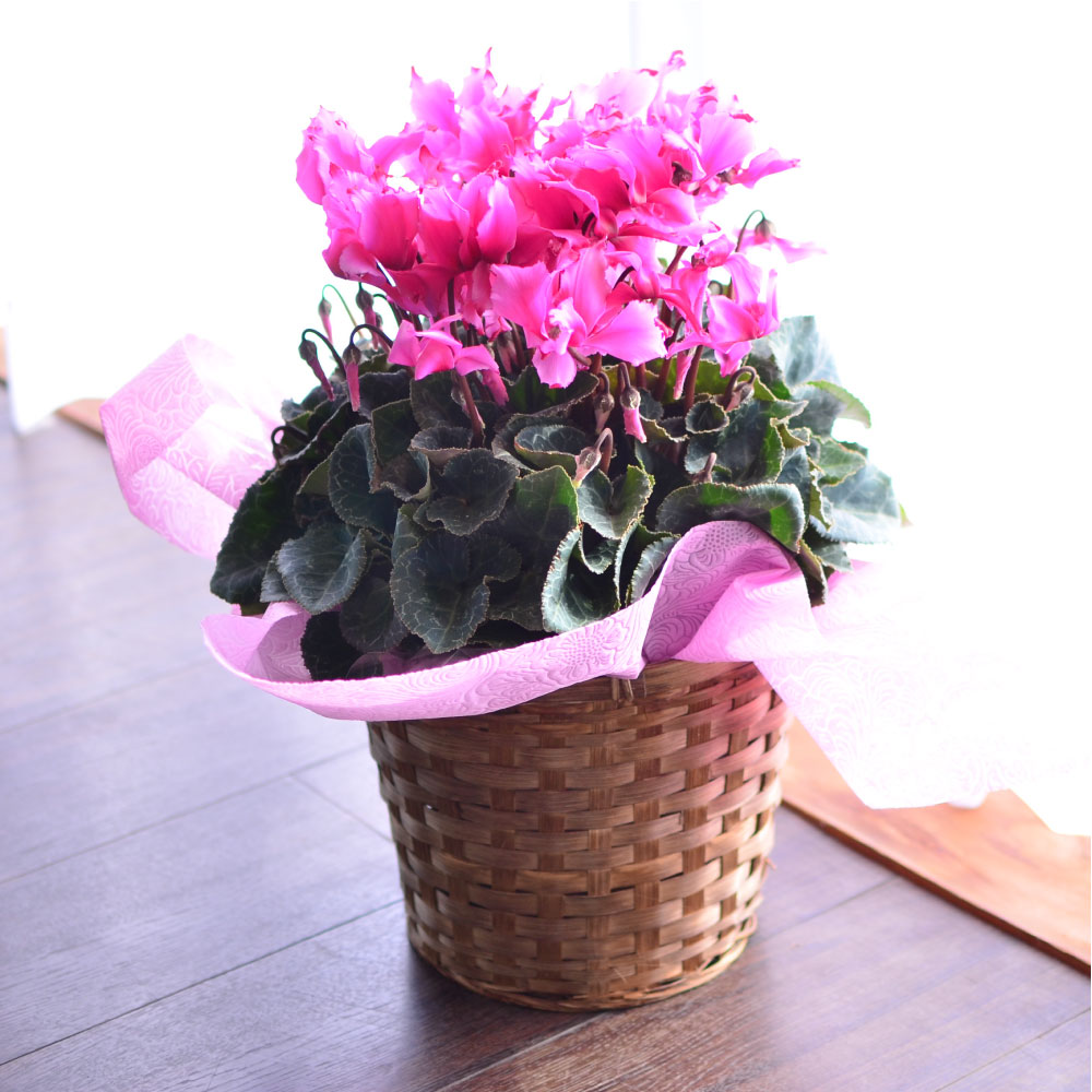 �r�N�g���A6����