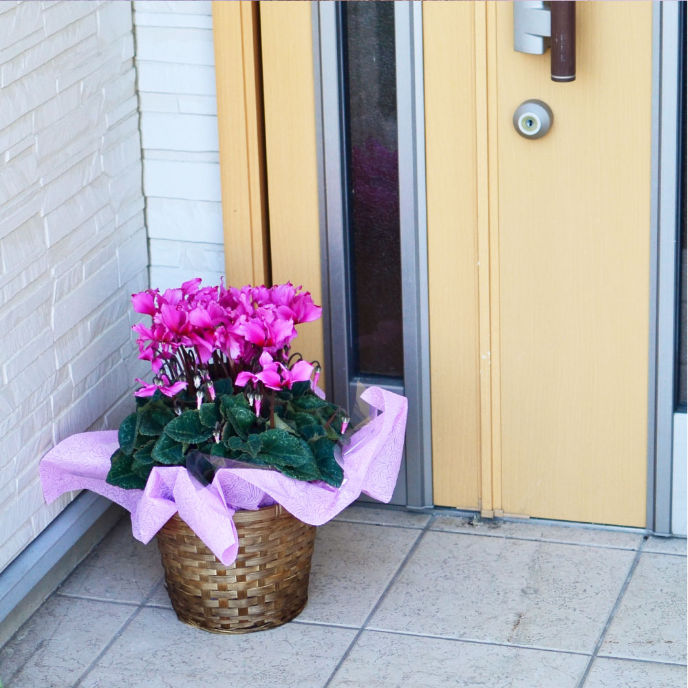 �r�N�g���A6����