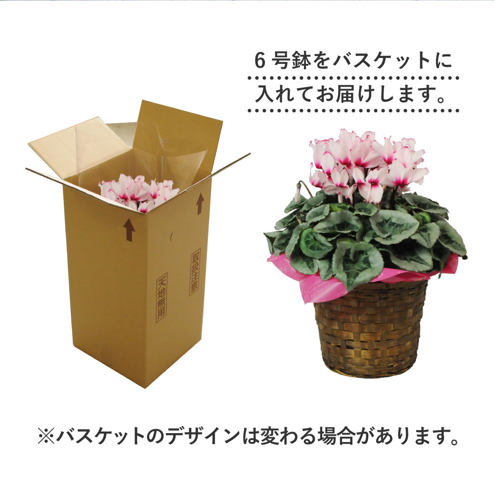 �r�N�g���A6����