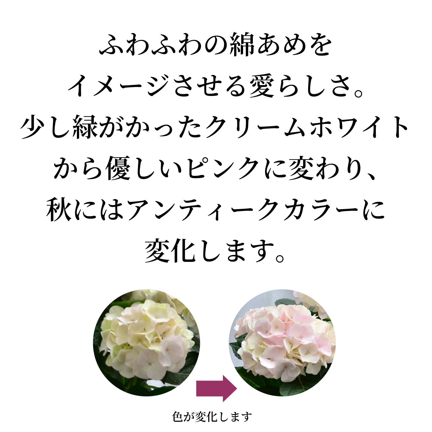 ���������R�b�g���L�����f�B�F�̕ω�