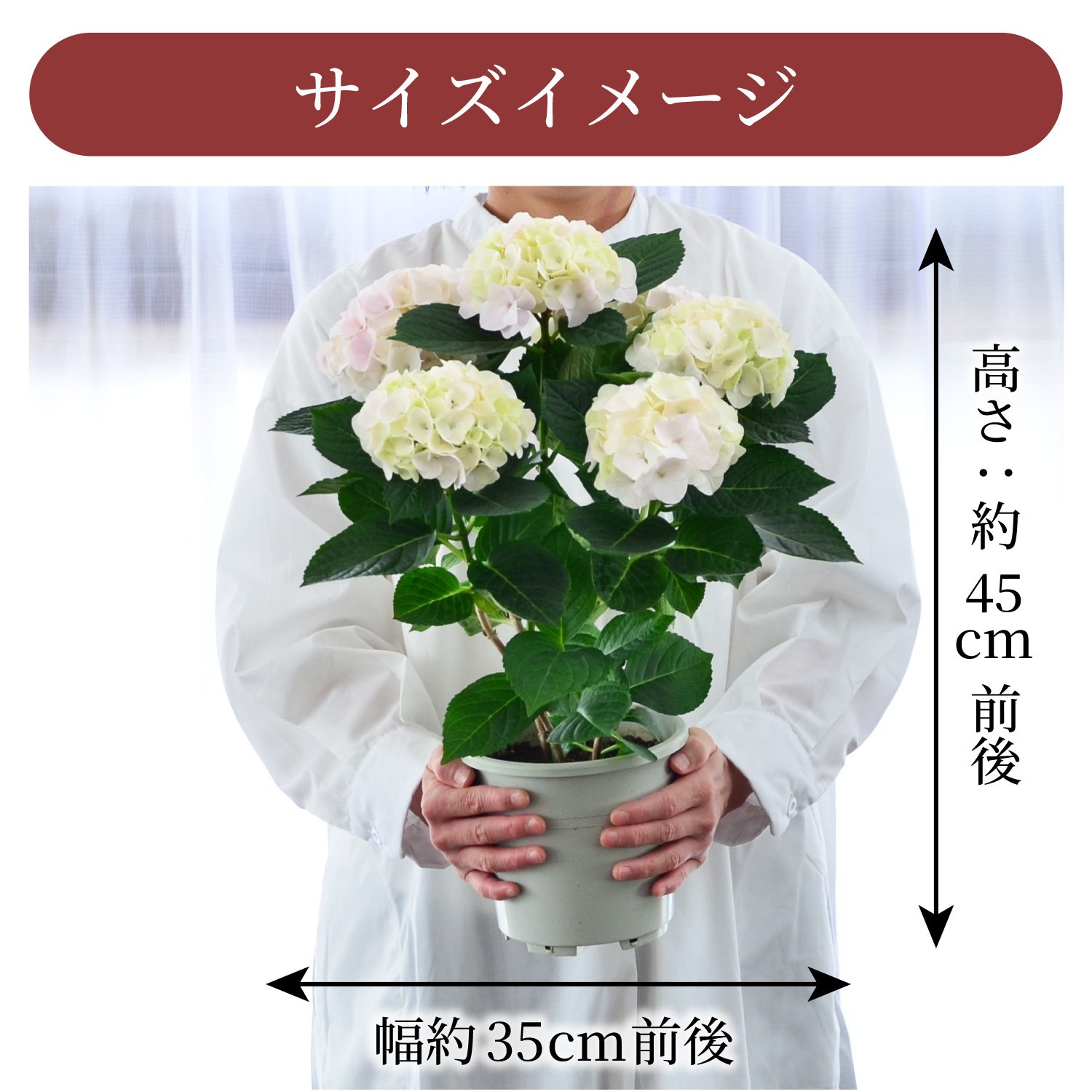 ���������R�b�g���L�����f�B�T�C�Y�C���[�W