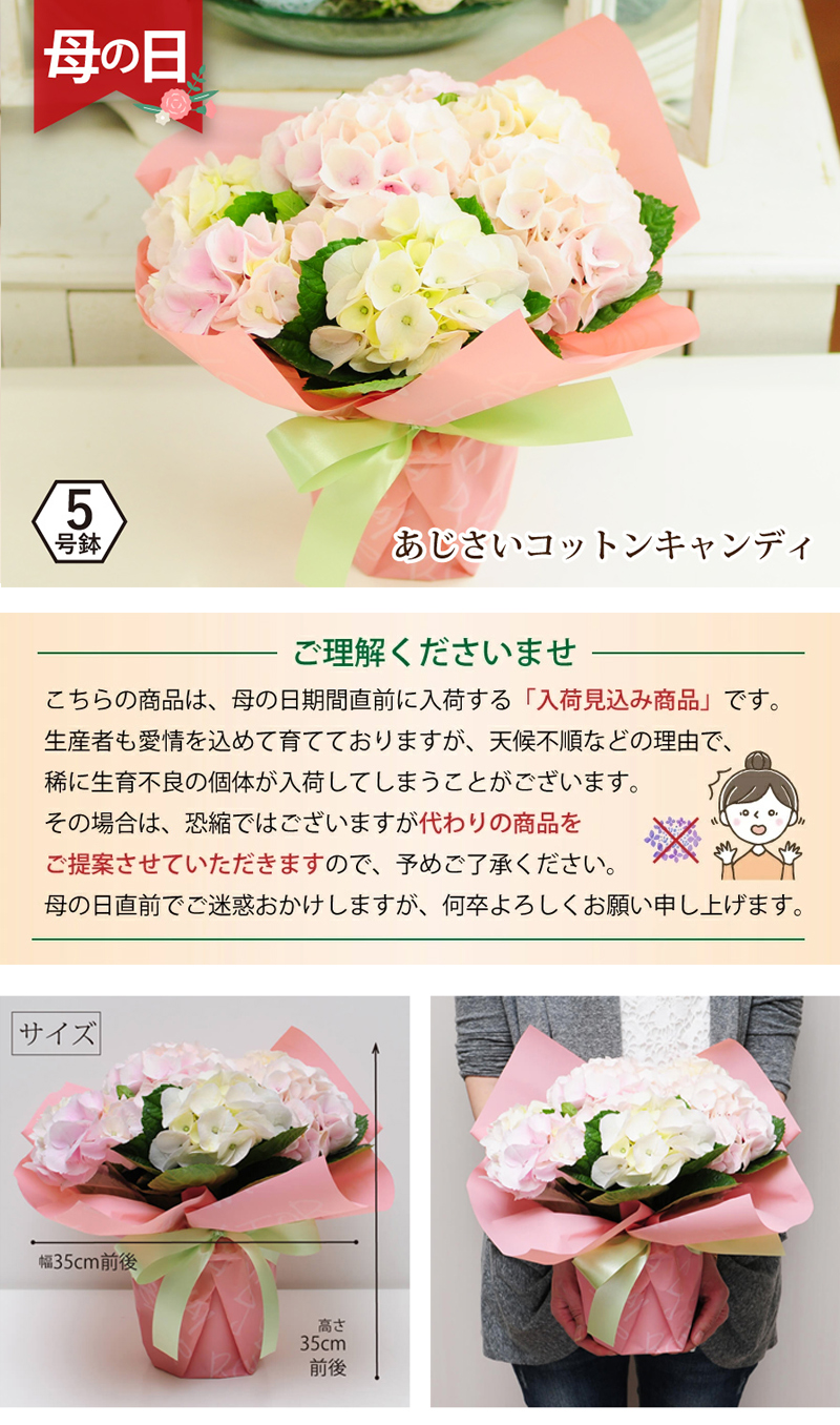 母の日 プレゼント 紫陽花 ギフト 母の日ギフト あじさい アジサイ 母の日 2023 花 紫陽花 コットンキャンディ 5号鉢 母の日花ギフト2023 アジサイ(紫陽花)の鉢植え エーデルワイス【花の贈り物】 フラワーギフト通販 花宅配 水戸市 12日~16日まで発送休止★Lee 様専用ページ