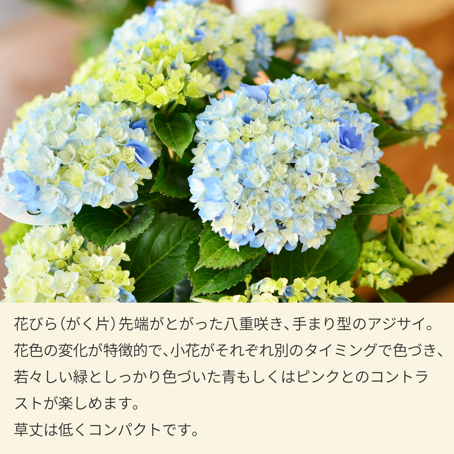 あじさいの鉢植え 星あつめ 5号鉢 母の日に贈る花 アジサイ(紫陽花)の