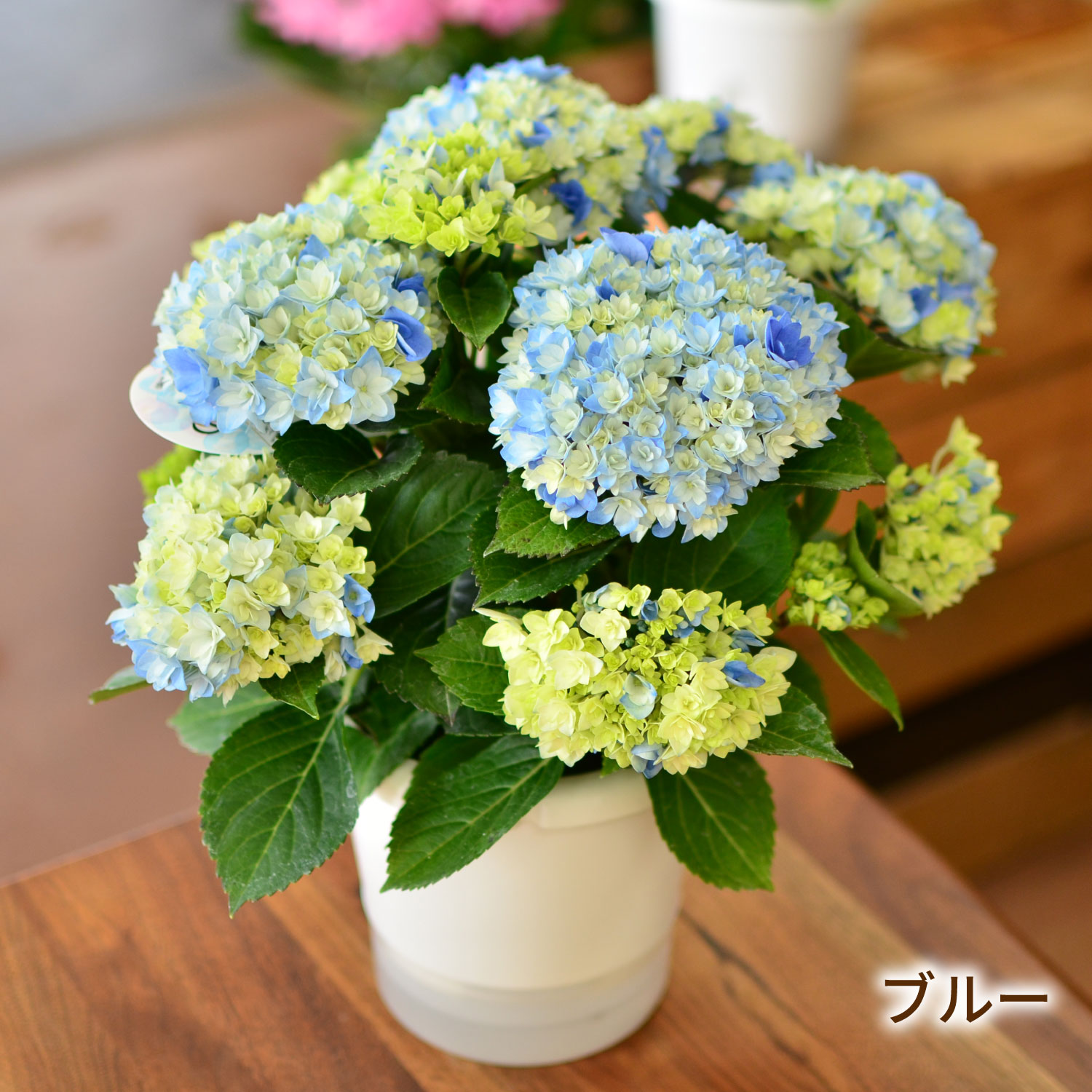 あじさいの鉢植え 星あつめ 5号鉢 母の日に贈る花 アジサイ(紫陽花)の