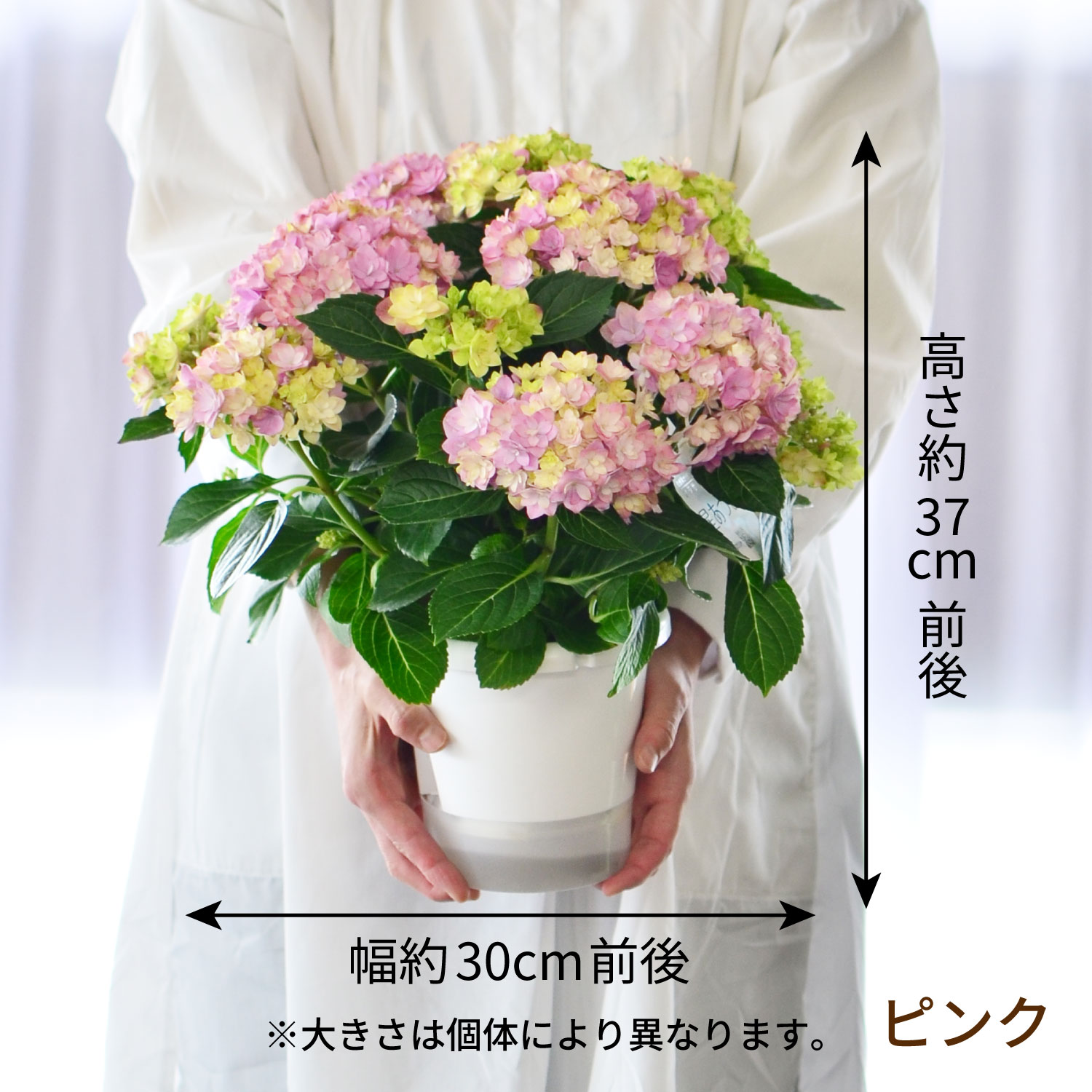 �C���[�W �u���[