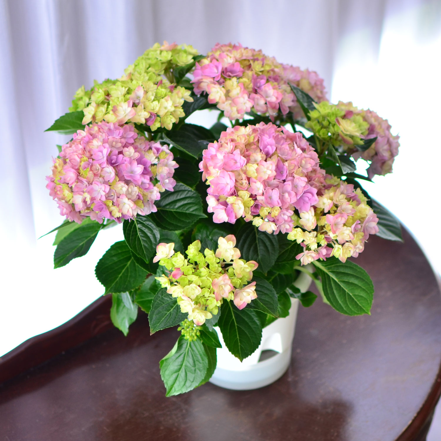 �C���[�W �s���N