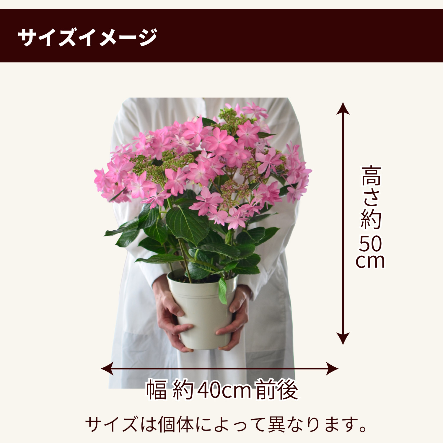 �T�C�Y�C���[�W