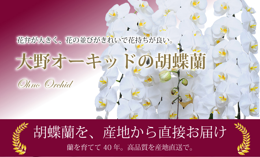 大野オーキッド胡蝶蘭5本立ち 白 6l 大野オーキッド 産地直送 胡蝶蘭 エーデルワイス 花の贈り物 フラワーギフト通販 花宅配 水戸市 大野オーキッド胡蝶蘭5本立ち 白 6l 大野オーキッド 産地直送 胡蝶蘭 エーデルワイス 花の贈り物 フラワーギフト通販 花宅配 水戸市