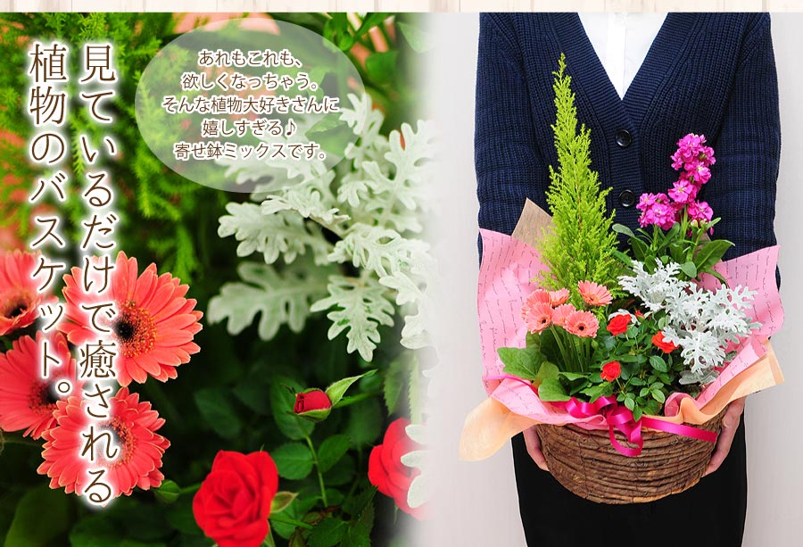 おまかせ寄せ鉢ミックス Mサイズ 鉢花 鉢植え 寄せ鉢 エーデルワイス 花の贈り物 フラワーギフト通販 花宅配 水戸市