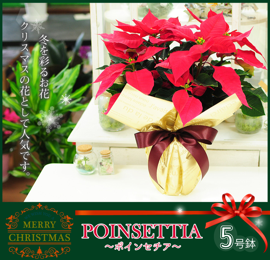 冬を彩るお花。クリスマスの花として人気です。ポインセチア 5号鉢