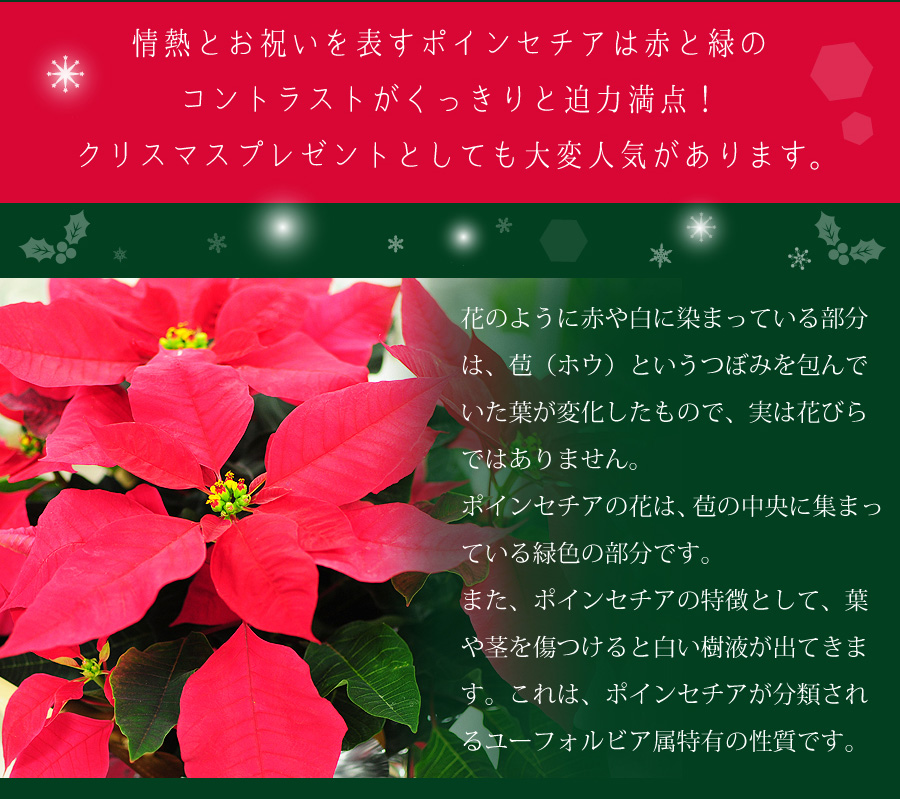 情熱とお祝いを表すポインセチアは赤と緑のコントラストがくっきりと迫力満点!クリスマスプレゼントとしても大変人気があります。花のように赤や白に染まっている部分は、苞(ホウ)というつぼみを包んでいた葉が変化したもので、実は花びらではありません。ポインセチアの花は、苞の中央に集まっている緑色の部分です。また、ポインセチアの特徴として、葉や茎を傷つけると白い樹液が出てきます。これは、ポインセチアが分類されるユーフォルビア属特有の性質です。