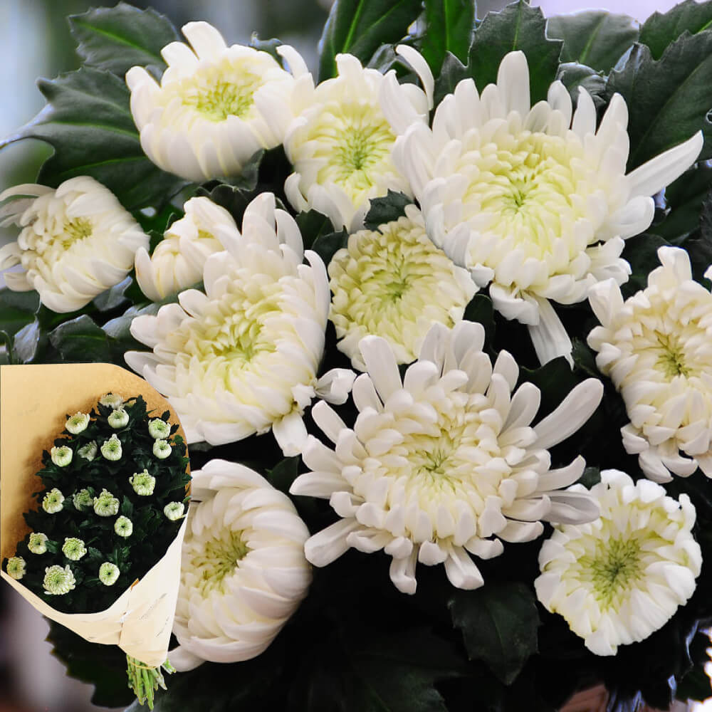 白い菊の花20本の切花
