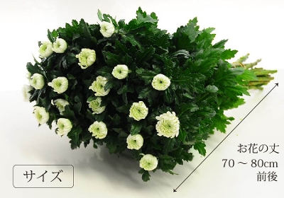 お彼岸 お盆のお墓参りに 法事法要や仏壇にお供えするお花として 国産の白い菊の花本の切花