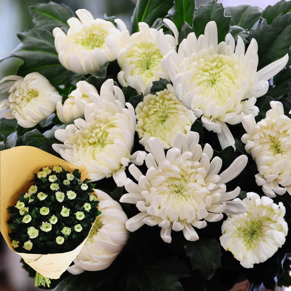 白い菊の花30本の切花