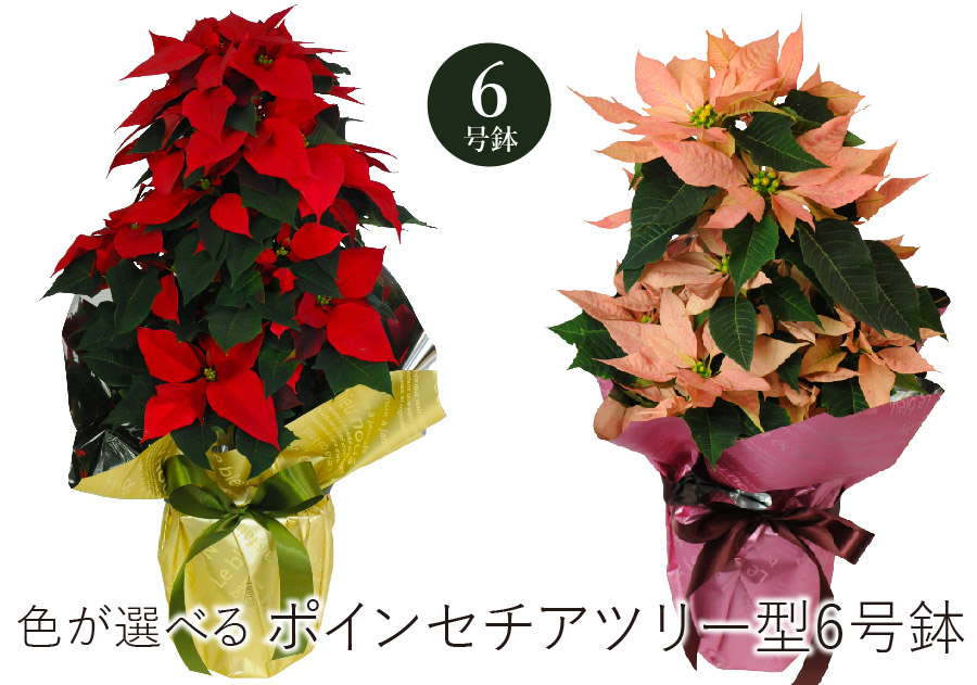 ポインセチア ツリー型 6号鉢 鉢花・鉢植え・寄せ鉢 | エーデルワイス