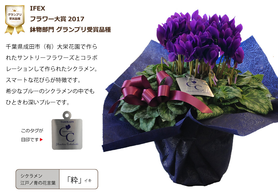サントリーフラワーズ 大栄花園 シクラメン 江戸ノ青 5号鉢 鉢花 鉢植え 寄せ鉢 エーデルワイス 花の贈り物 フラワーギフト通販 花宅配 水戸市