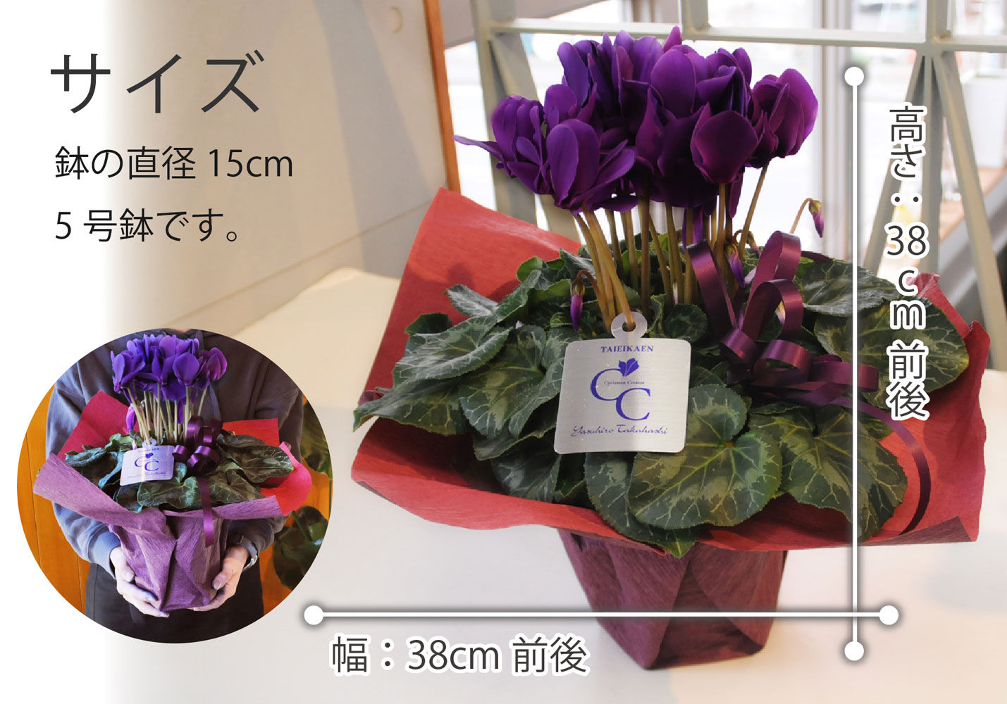 サントリーフラワーズ 大栄花園 シクラメン 瑠璃玉 5号鉢 鉢花 鉢植え 寄せ鉢 エーデルワイス 花の贈り物 フラワーギフト通販 花宅配 水戸市