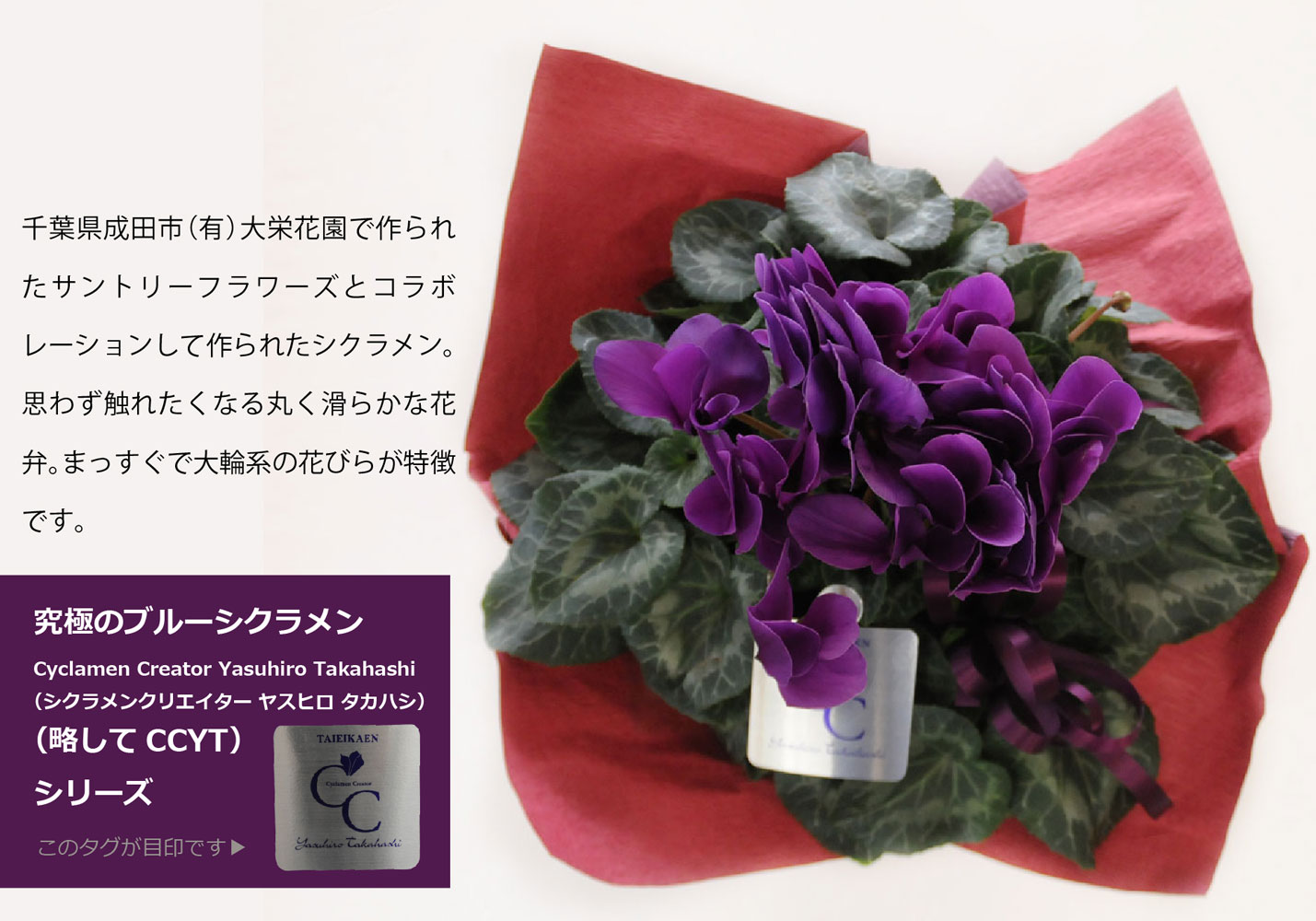 サントリーフラワーズ 大栄花園 シクラメン 瑠璃玉 5号鉢 鉢花 鉢植え 寄せ鉢 エーデルワイス 花の贈り物 フラワーギフト通販 花宅配 水戸市