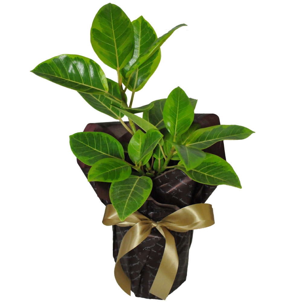 ゴムの木 観葉植物 フィカス アルテシマ 6号鉢 観葉植物 エーデルワイス 花の贈り物 フラワーギフト通販 花宅配 水戸市