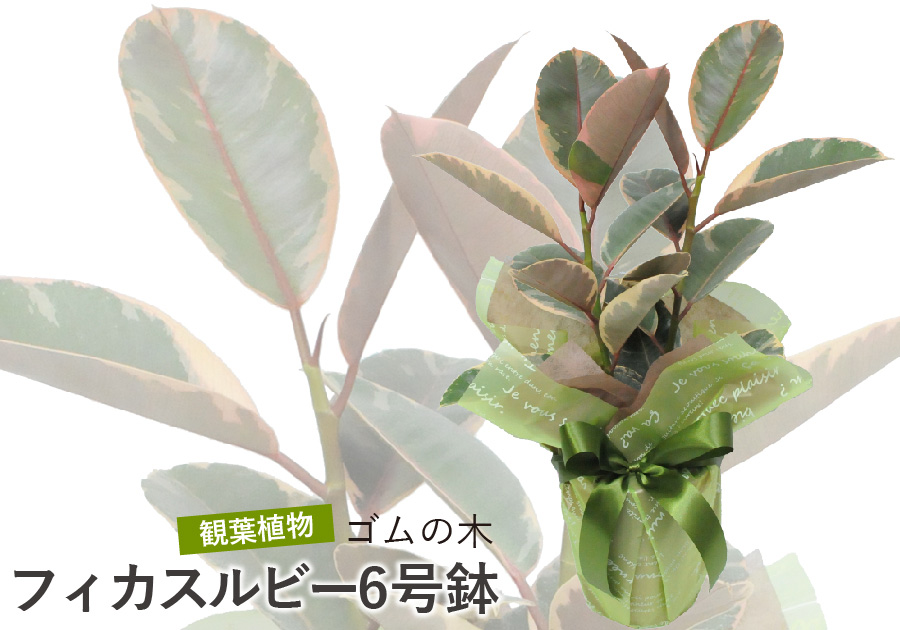 フィカス ルビー 6号鉢 ゴムの木 観葉植物