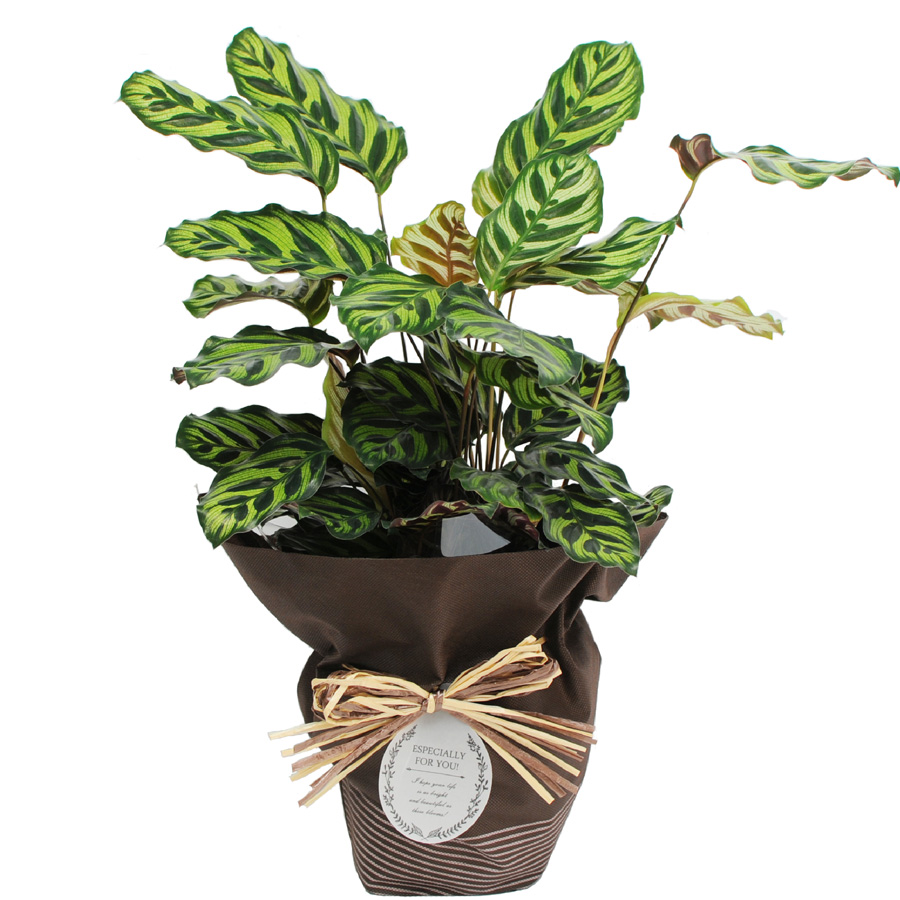 観葉植物 カラテア 5号鉢 観葉植物 エーデルワイス 花の贈り物 フラワーギフト通販 花宅配 水戸市