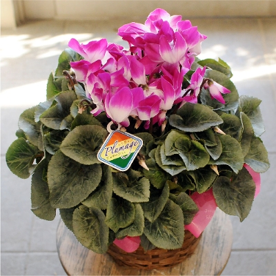 �V�N�������v���}�[�W�� 6����