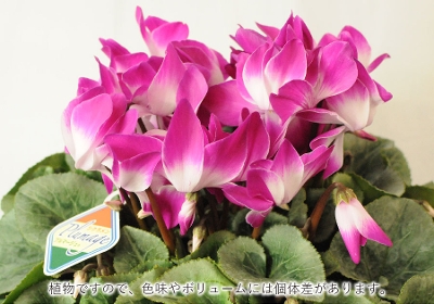 �V�N�������v���}�[�W�� 6����