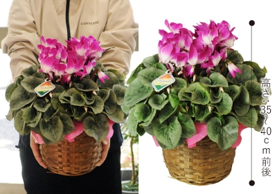 �V�N�������v���}�[�W�� 6����