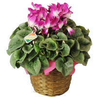 �V�N�������v���}�[�W�� 6����