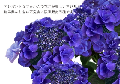 紫陽花 あじさい タイニーガール 青 4.5号鉢 鉢植え ギフト 母の日プレゼント用ラッピング付 2024年 てまり咲き :  芝生のことならバロネスダイレクト - 通販 - Yahoo!ショッピング