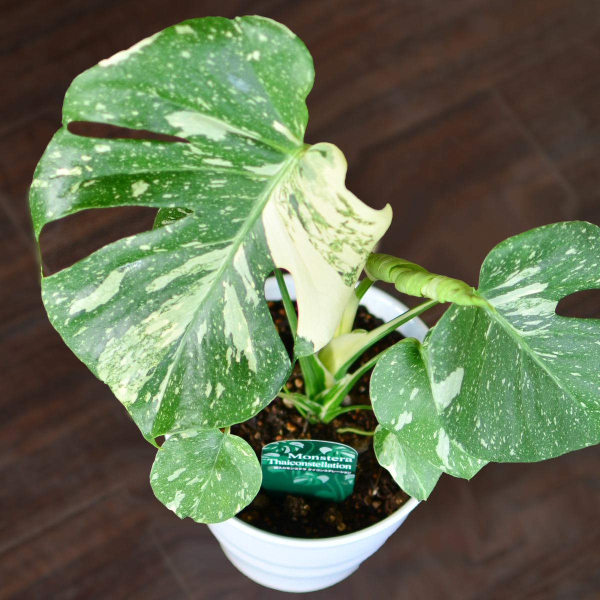 �ϗt�A�� �����胂���X�e�� 6����