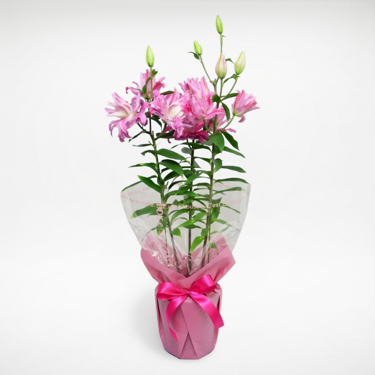 ���d��s���N�����J�_���S�̔��� 3�{�� 7����