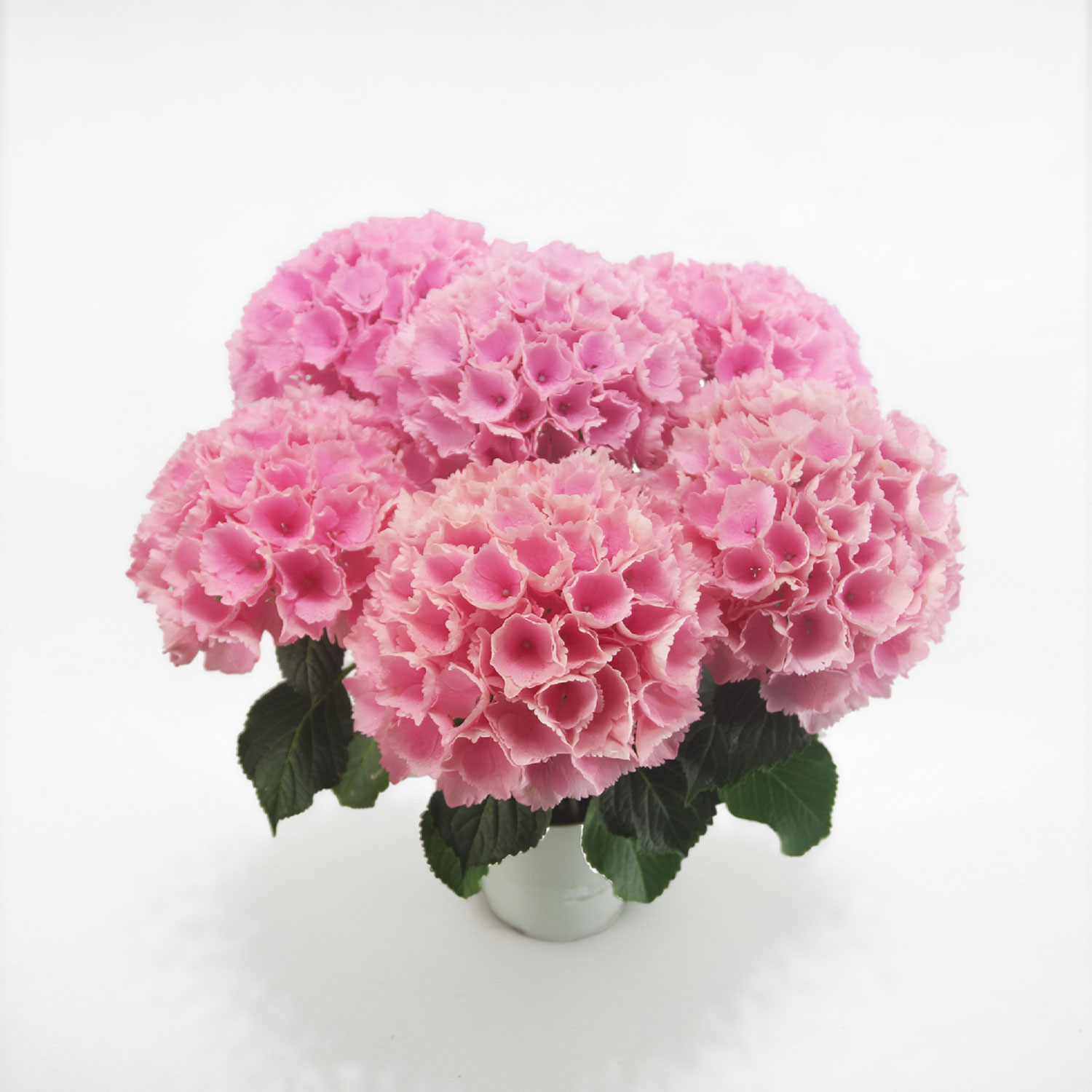 �Y�n���� ���������̔��A�� �s���N�Z���Z�[�V����5����