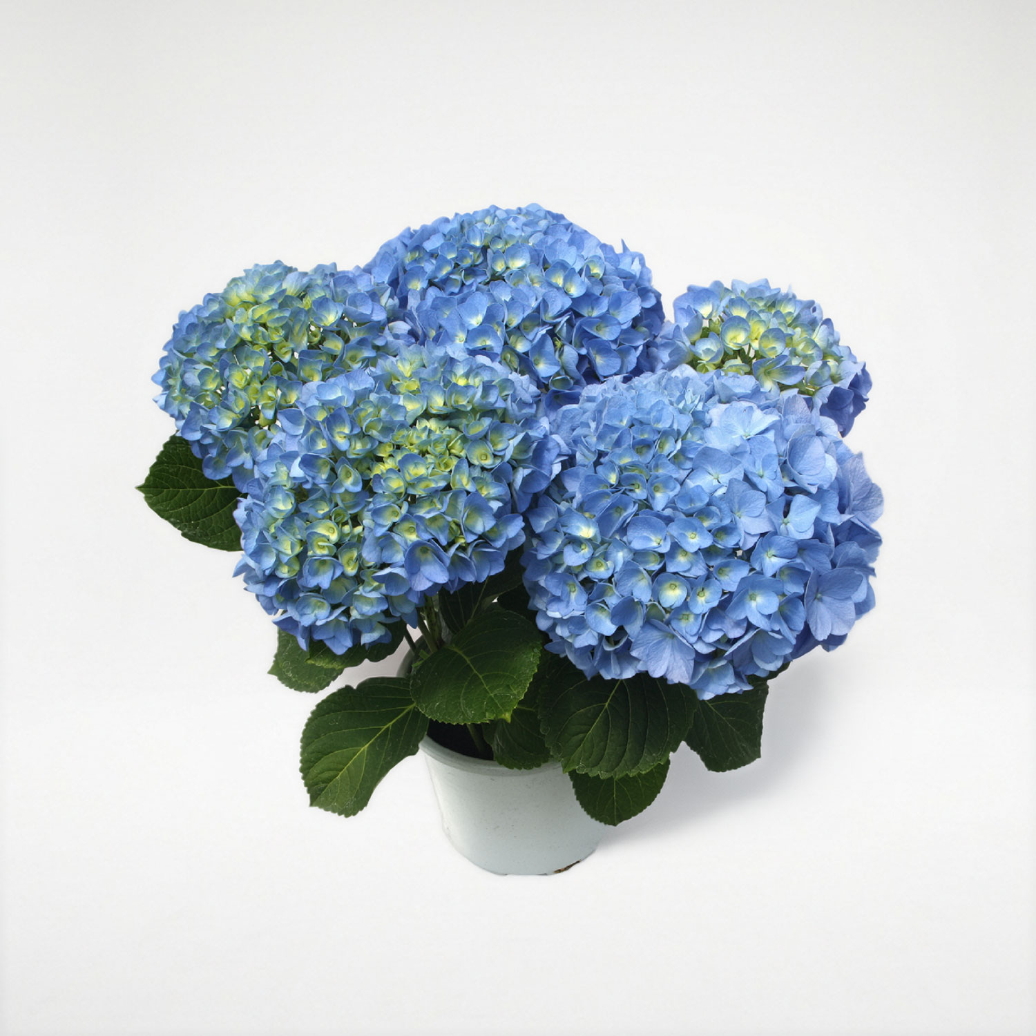 �Y�n���� ���������̔��A�� �u���[�_�C�������h5����