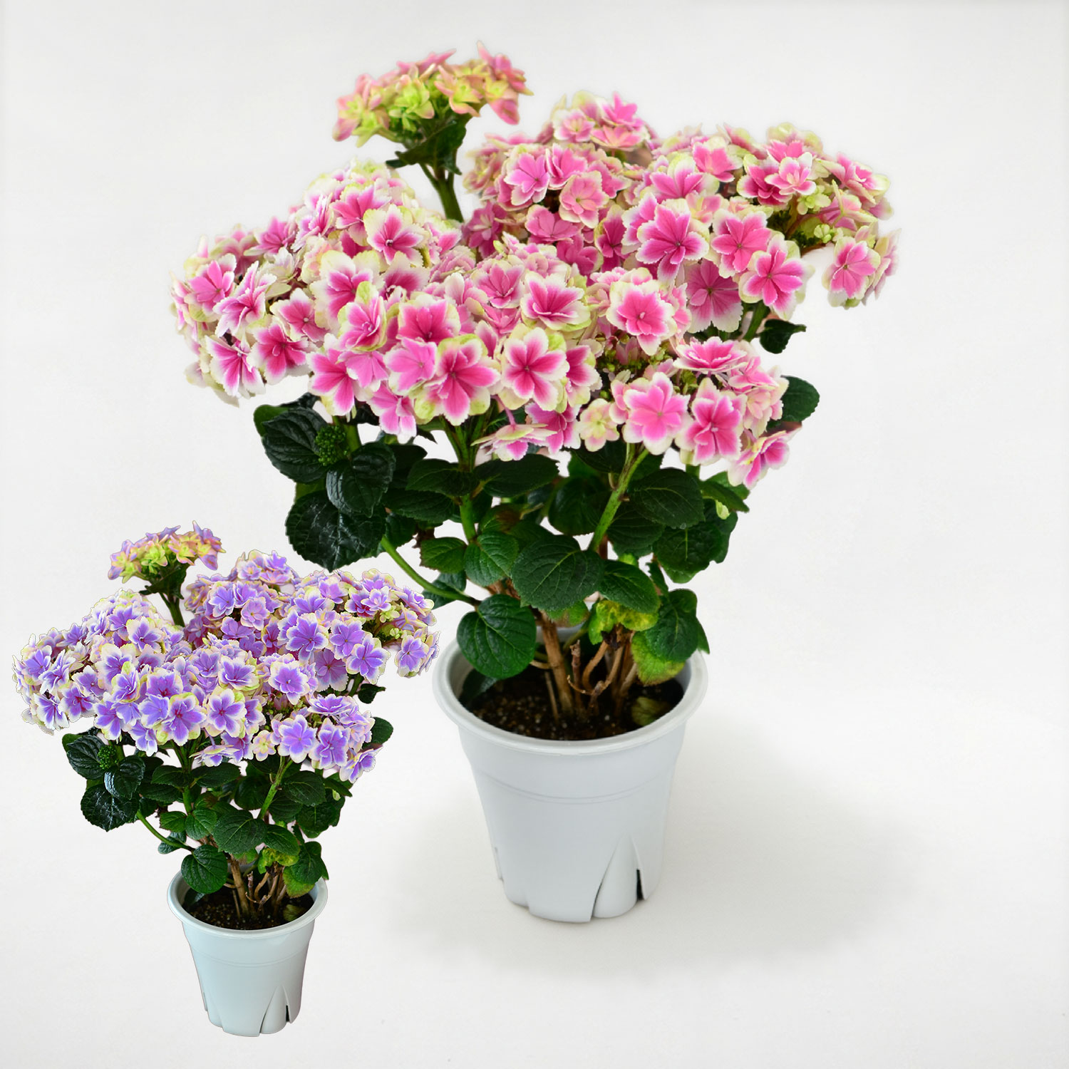 �Y�n���� ���������̔��A�� �z 5����