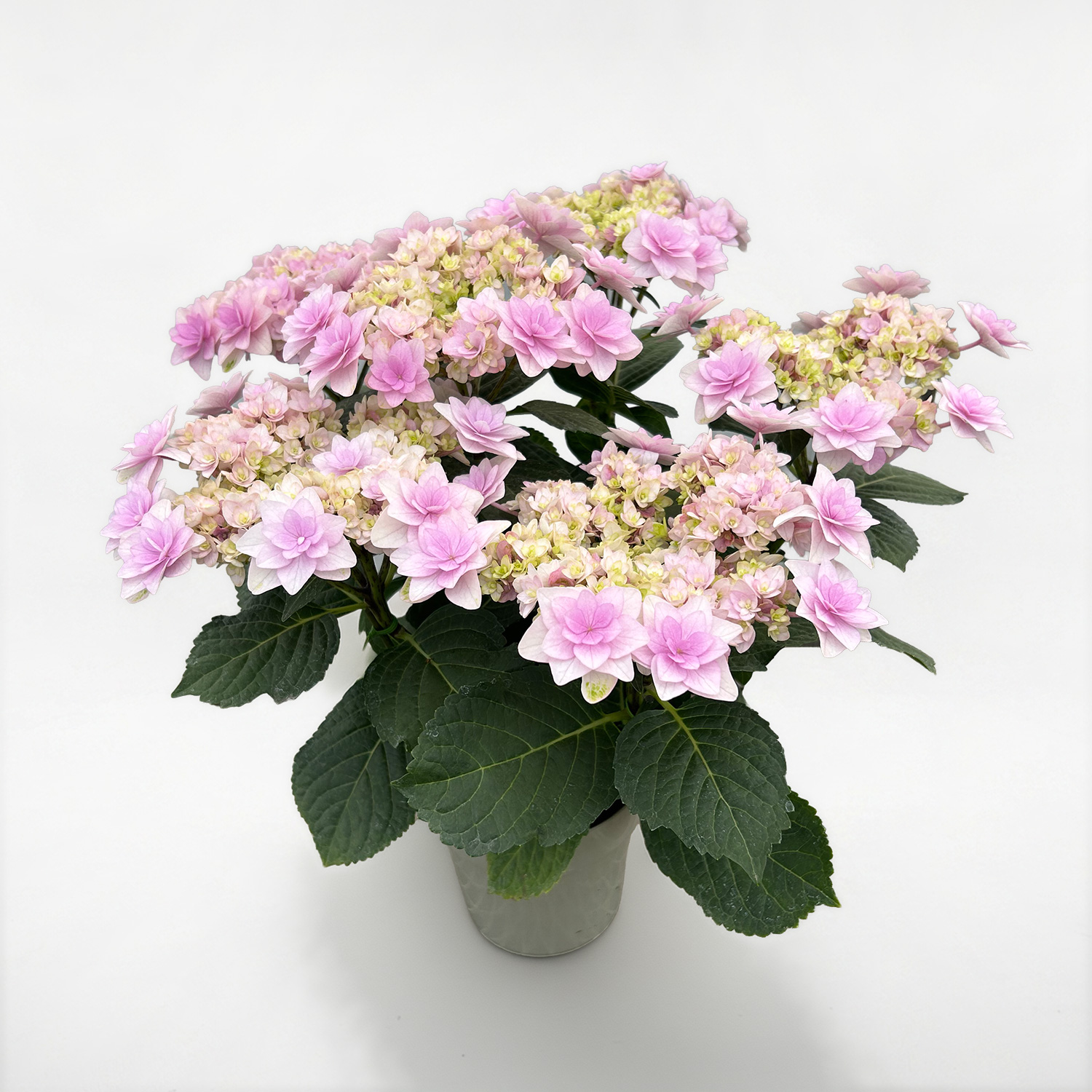 �Y�n���� ���������̔��A�� �~�R�A�J���s���N5����