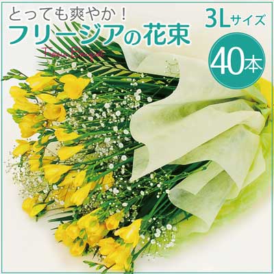 フリージアの花束 3lサイズ 春の花 バレンタイン 21 愛妻の日 花束 プレゼント 春の花贈り エーデルワイス 花の贈り物 フラワーギフト通販 花宅配 水戸市 フリージアの花束 3lサイズ 春の花 バレンタイン 21 愛妻の日 花束 プレゼント 春の花贈り エーデルワイス 花の贈り物 フラワーギフト通販 花宅配 水戸市