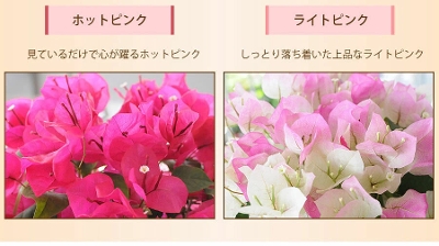 ブーゲンビリア ブーゲンビレア 5号鉢 母の日花ギフト21 お母さんへ贈る母の日カーネーションや母の日フラワーギフト エーデルワイス 花の贈り物 フラワーギフト通販 花宅配 水戸市 ブーゲンビリア ブーゲンビレア 5号鉢 母の日花ギフト21 お母さんへ贈る母の日カーネーションや母の日フラワーギフト エーデルワイス 花の贈り物 フラワーギフト通販 花宅配 水戸市