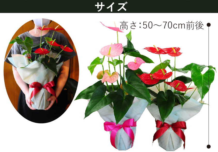 観葉植物 鉢花 フラワーギフト色が選べるアンスリウム アンスリューム 観葉植物 エーデルワイス 花の贈り物 フラワーギフト通販 花宅配 水戸市