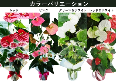 アンスリウム(アンスリューム)/赤(レッド,RED)/観葉植物/鉢花/フラワーギフト