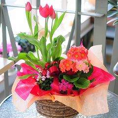 春の寄せ鉢ミックス/寄せ鉢 花 誕生日/ 鉢花/チューリップ/フラワーギフト